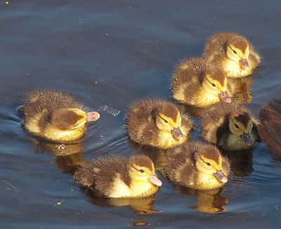 [Seven of the ducklings swim behind the mother. The individual hairs of the down are visible all over the ducklings. One duckling has its head turned so it is parallel with the water's surface as it looks overhead.]